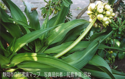 ハマオモト（ハマユウ）