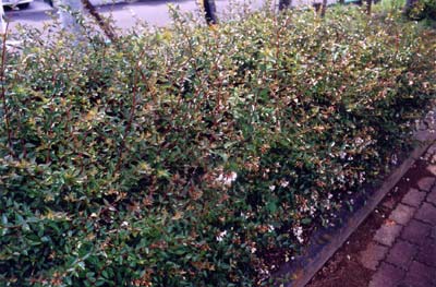 ハナゾノツクバネウツギ（アベリア）