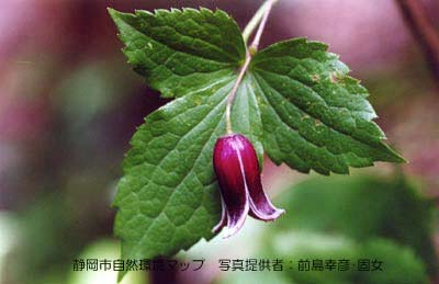 ハンショウヅル