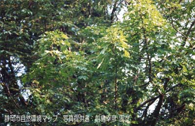 ハリギリ（センノキ）