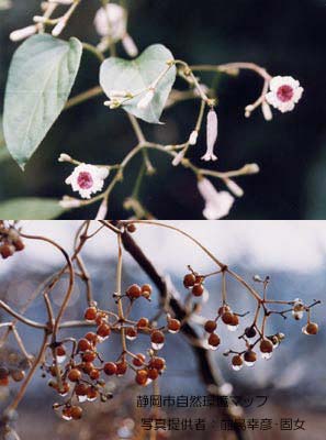 ヘクソカズラ（ヤイトバナ）