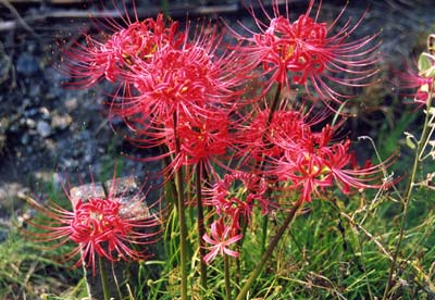 ヒガンバナ（マンジュシャゲ）