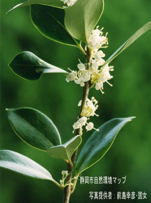 ヒイラギモクセイ