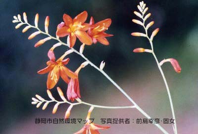 ヒメヒオウギズイセン