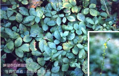 ヒメキンミズヒキ