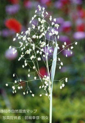 ヒメコバンソウ