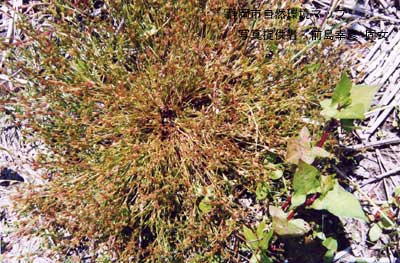 ヒメコウガイゼキショウ