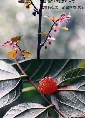 ヒメコウゾ（コウゾ）