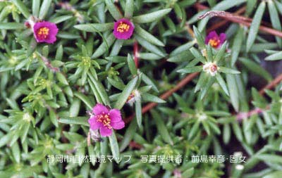 ヒメマツバボタン