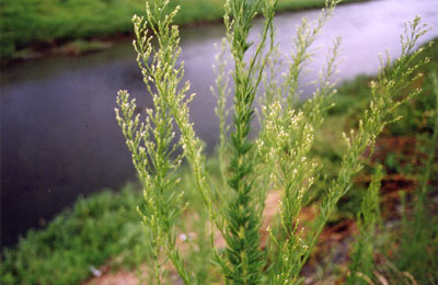 ヒメムカシヨモギ