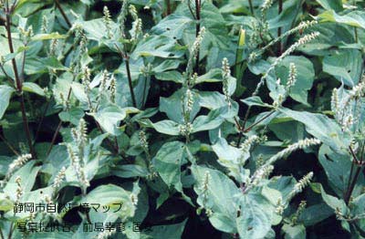 ヒナタイノコズチ