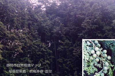 ヒノキ
