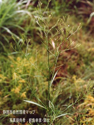 ヒロハホウキギク