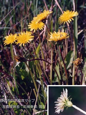 ヒロハタンポポ（トウカイタンポポ）