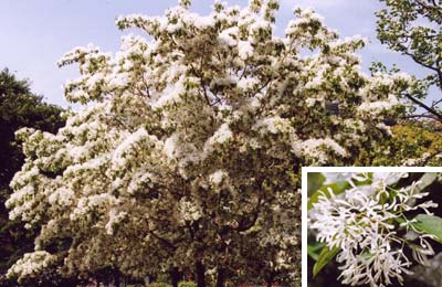 ヒトツバタゴ（ナンジャモンジャ）