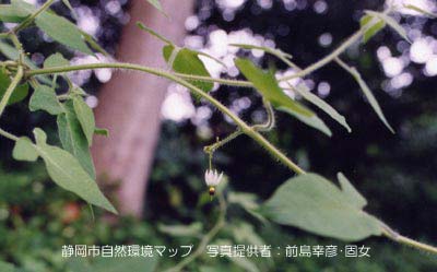 ヒヨドリジョウゴ