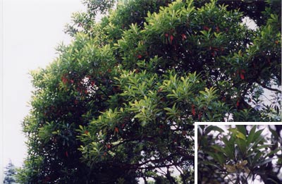 ホルトノキ（モガシ）