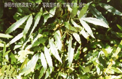 ホソバヒイラギナンテン