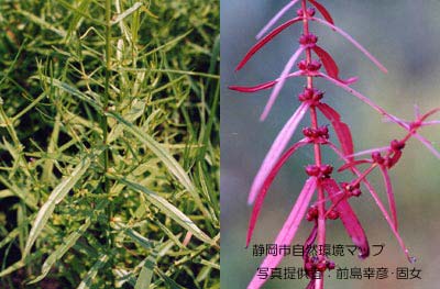 ホソバヒメミソハギ