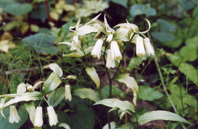 ホウチャクソウ