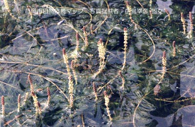 ホザキノフサモ