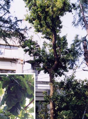 イギリスナラ（ヨーロッパナラ）