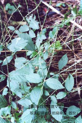 イノコズチ（ヒカゲイノコズチ）