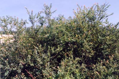 イヌコリヤナギ