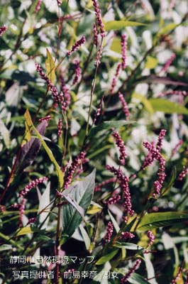 イヌタデ（アカノマンマ）