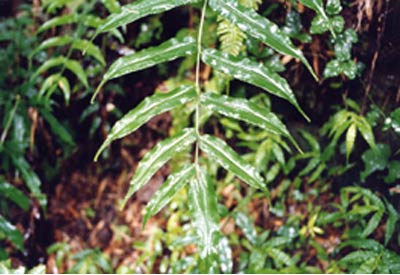 イワガネゼンマイ