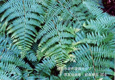 イワヒメワラビ