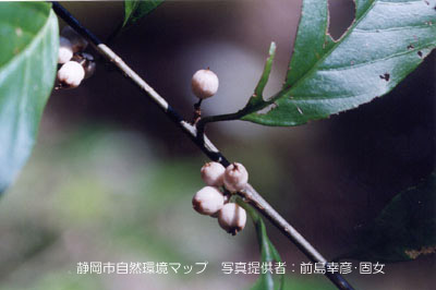 イズセンリョウ