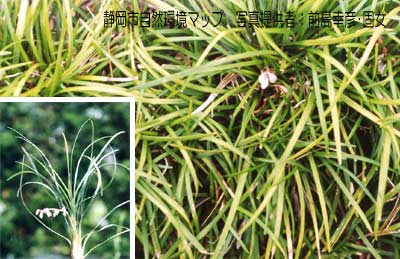 ジャノヒゲ（リュウノヒゲ）