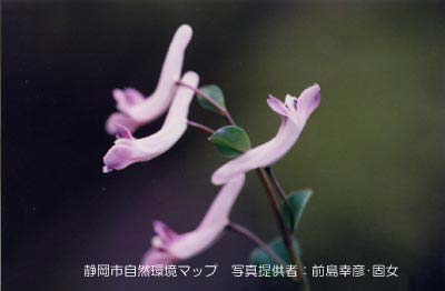 ジロボウエンゴサク