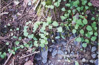 ジシバリ（イワニガナ）