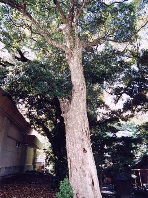 カゴノキ（コガノキ）