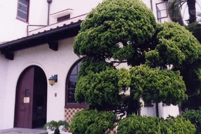 カイヅカイブキ