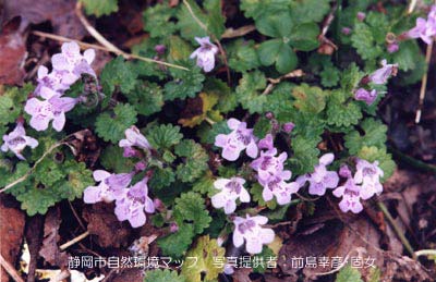 カキドオシ（カントリソウ）