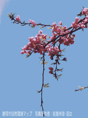 カンヒザクラ