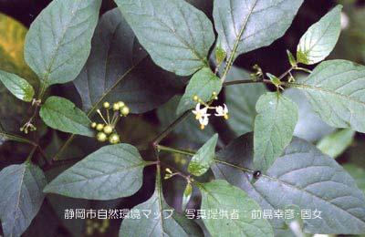 カンザシイヌホオズキ