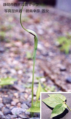 カラスビシャク（ハンゲ）