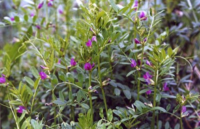 カラスノエンドウ（ヤハズエンドウ）