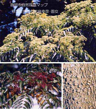 カラスザンショウ