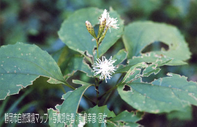 カシワバハグマ