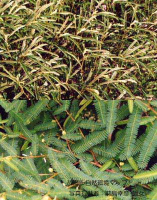 カワラケツメイ