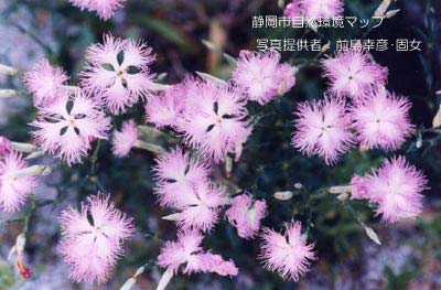 カワラナデシコ