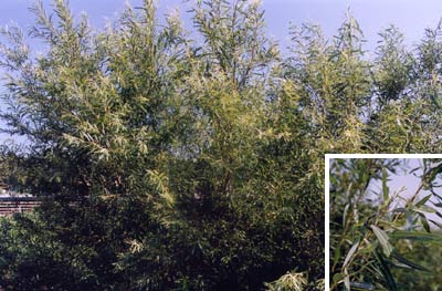 カワヤナギ（ナガバノカワヤナギ）