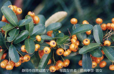 カザンデマリ（ピラカンサ）