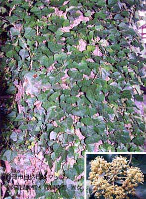 キヅタ（フユヅタ）