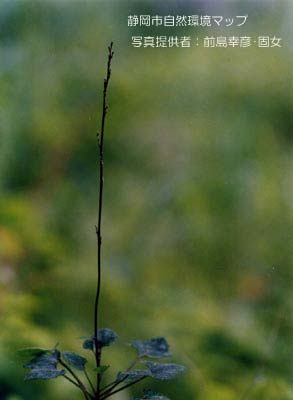 キッコウハグマ